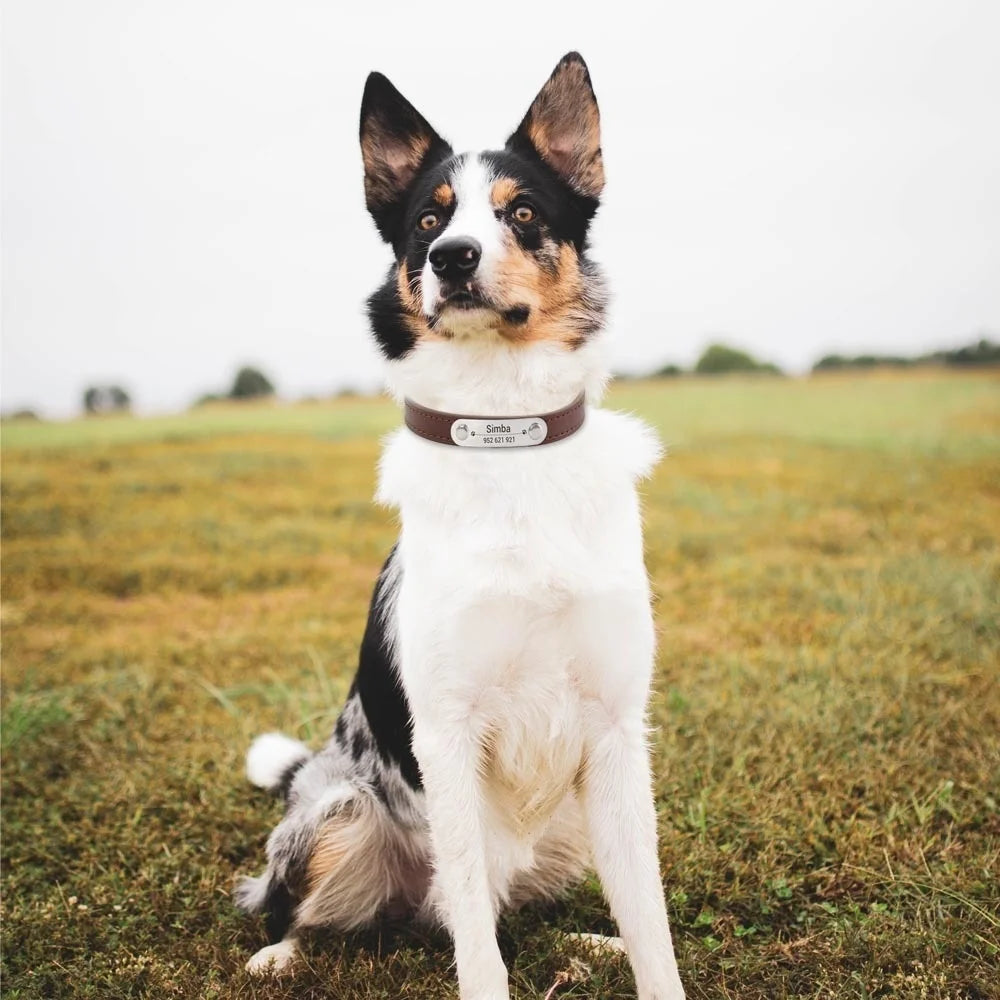 Collier Personnalisé pour Chien & Chat – Gravure Nom + Anti-Perte – Simili Cuir Rose (Taille S à L) 🚚 Livraison rapide en 8 à 12 jours ouvrés depuis la France FelizShop